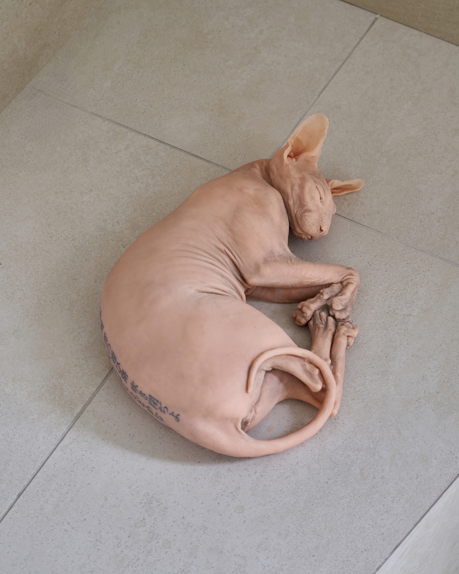Jeong Hyoyeon, Birthday girl, 2024, tattoo on silicone cat replica, 35x40x30cm