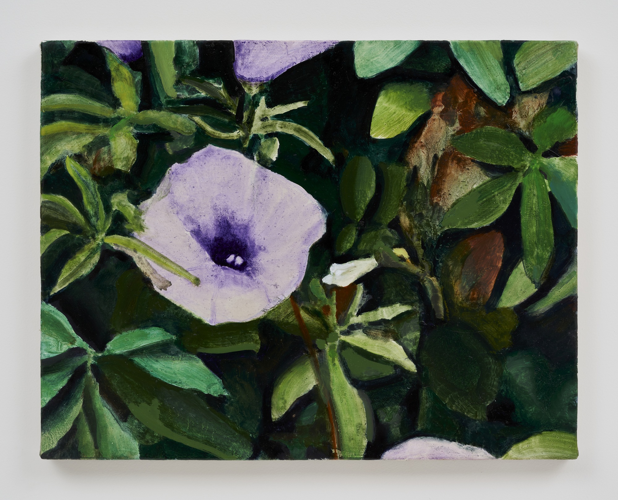 Morning Glory, 2026, oil on canvas, 27x35cm